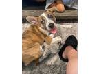 Adopt Rookie a Australian Cattle Dog / Blue Heeler