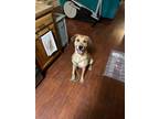 Adopt Harvey a Labrador Retriever, Black Mouth Cur