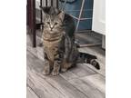 Adopt Skipper a Domestic Short Hair