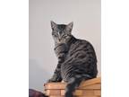 Adopt Renegade a Domestic Short Hair