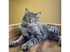 Adopt Zeus a Domestic Short Hair