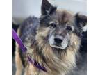 Adopt Sam a German Shepherd Dog, Chow Chow