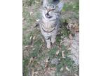 Adopt Chubbs a American Shorthair