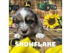 Miniature Australian Shepherd Puppy for sale in Jarrell, TX, USA