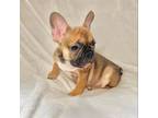 French Bulldog Puppy for sale in Staten Island, NY, USA