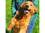 Golden Retriever Puppy for sale in Copperopolis, CA, USA