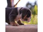 English bulldog