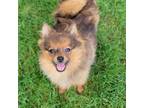 Pomeranian Puppy for sale in Vancouver, WA, USA