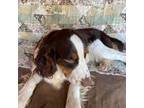 English Springer Spaniel Puppy for sale in Henderson, TX, USA