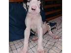 Great Dane Puppy for sale in Fairfield, CT, USA