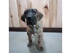 Great Dane Puppy for sale in Grabill, IN, USA