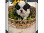 Shih Tzu Puppy for sale in Myrtle Beach, SC, USA