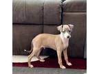 Italian Greyhound Puppy for sale in Nappanee, IN, USA