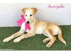 Adopt Averyelle a Australian Cattle Dog / Blue Heeler, Husky