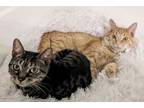 Adopt Millie + Orville a Domestic Short Hair