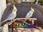 Adopt Chiri and Monti a Cockatiel