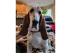 Adopt Darla a Basset Hound