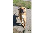 Adopt Athreena(bonded with Malcom) a Boxer