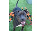 Adopt Shirley a Mixed Breed