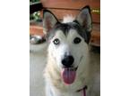 Adopt Harley a Husky