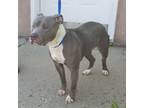 Adopt DOLLY (cc#6948) a Staffordshire Bull Terrier