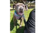 Adopt Susie a Pit Bull Terrier