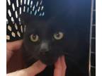 Adopt Ebony a Domestic Short Hair