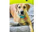 Adopt Honey a Black Mouth Cur, American Foxhound