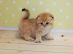 Black Golden Spotted Tabby Scottish Fold Baby Boy