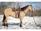 Aqha Registered Buttermilk Buckskin Ranch Gelding, Ropes, Drill Team, Ranch