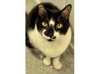 Adopt Panda a Domestic Short Hair