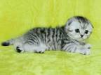 Boy Snow Leopard Scottish Fold Silver Tabby