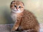 Nectarine Golden Tabby Scottish Fold Baby Boy