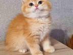 Barbaris By12 Choco Golden Shell British Shorthair