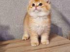 Boris By 12 Choco Golden Shell British Shorthair