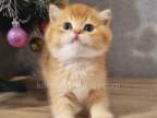 Bruno By 12 Choco Golden Shell British Shorthair