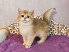 Simba Ny 12 Black Golden Shell British Shorthair