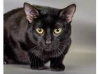 Adopt Dippy a Domestic Short Hair