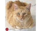 Adopt Aslan a Domestic Short Hair