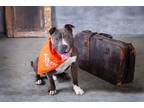 Adopt Blueberry Jerry a Staffordshire Bull Terrier