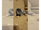 Catahoula Leopard Dog-Rottweiler Mix PUPPY FOR SALE ADN-742044 - Catahoula