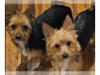 Yoranian-Yorkshire Terrier Mix PUPPY FOR SALE ADN-742001 - Bonnies babies