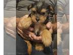 French Bulldog-Yorkshire Terrier Mix PUPPY FOR SALE ADN-742020 - Frorkie puppy