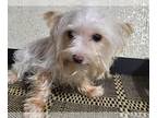Yorkshire Terrier PUPPY FOR SALE ADN-742031 - Akc yorkie