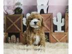 Maltipoo PUPPY FOR SALE ADN-742011 - AD 2 Adorable Maltipoo Puppies Read to go