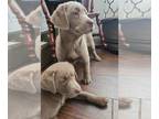 Labrador Retriever PUPPY FOR SALE ADN-742319 - AKC Labrador Retriever Puppies