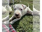 Dogo Argentino PUPPY FOR SALE ADN-742281 - Dogo Argentino puppies