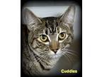 Adopt CUDDLES a American Shorthair