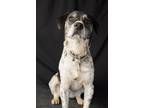 Adopt Cookie a Basset Hound, Labrador Retriever