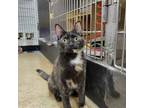 Adopt Yara a Domestic Short Hair